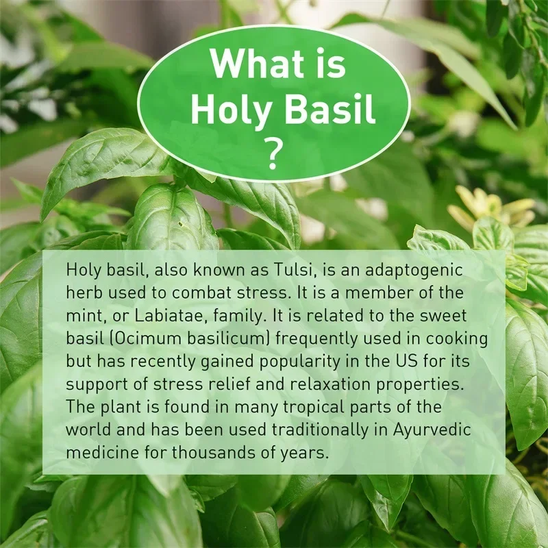 Capsules de basilic sacré – Am - Tulsi Holy Basil avis et prix