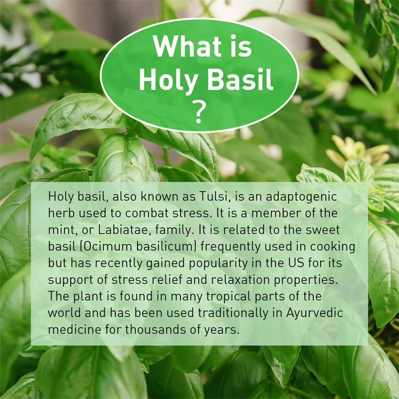 Capsules de basilic sacré – Am - Tulsi Holy Basil avis et prix